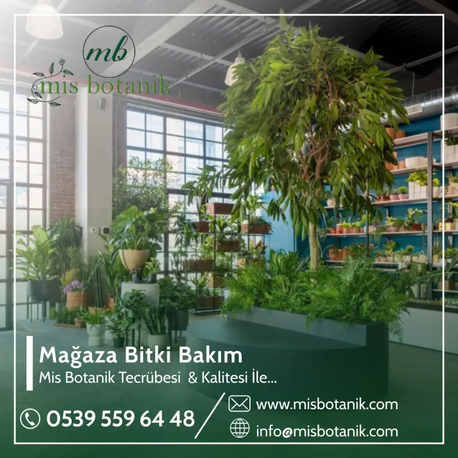 Mağaza Bitki Bakım